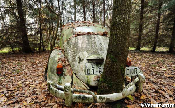 VW Beetle and tree
